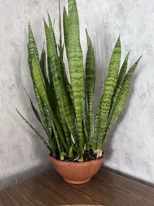 Сансевиериа - отростки.