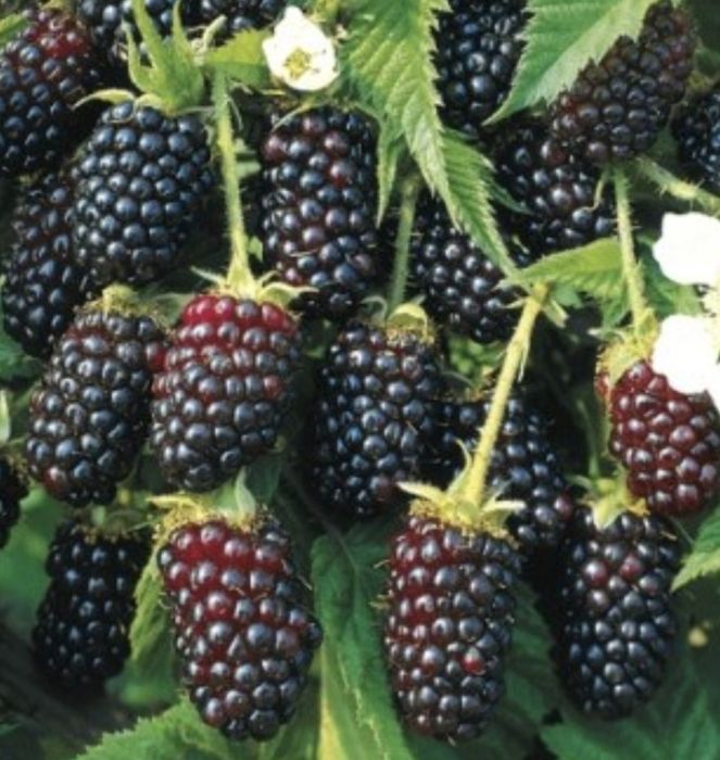 Ежемалина      .