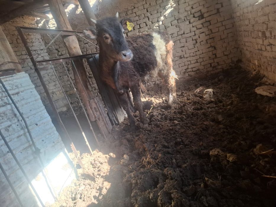 Екі ұрғашы баспақ