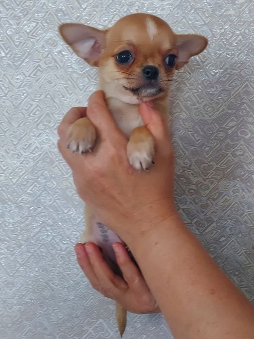 Продаю щенка чихуахуа
