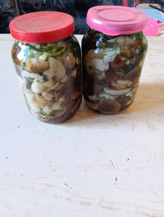 Продам грибы валуи