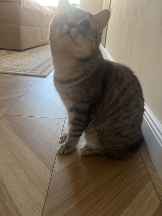 Отдам кота в добрые руки