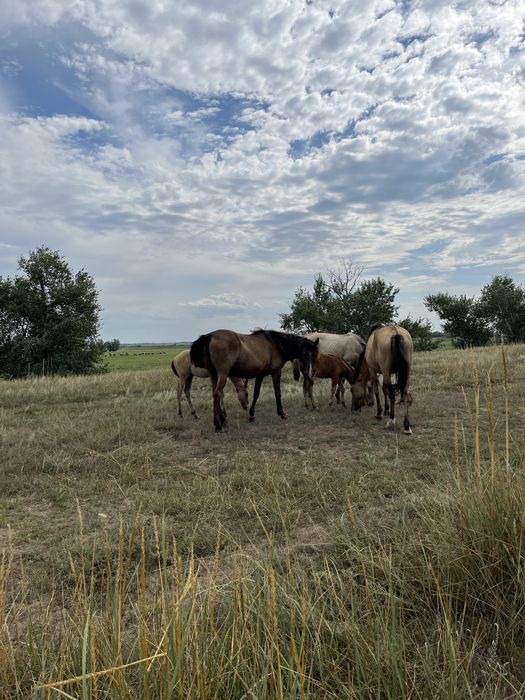 Продам лошодей