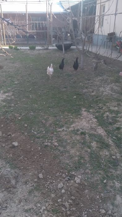 Sorochna sotiladi Damashni tovuqla donasi 220000 soni 10 ta