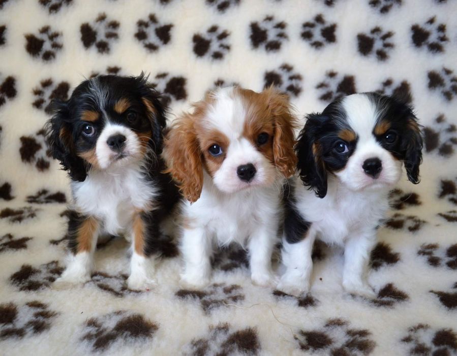 Щенки Кавалер Кинг Чарльз спаниель