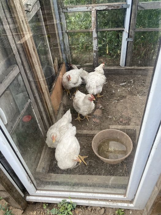 Продаются Куры бройлеры
