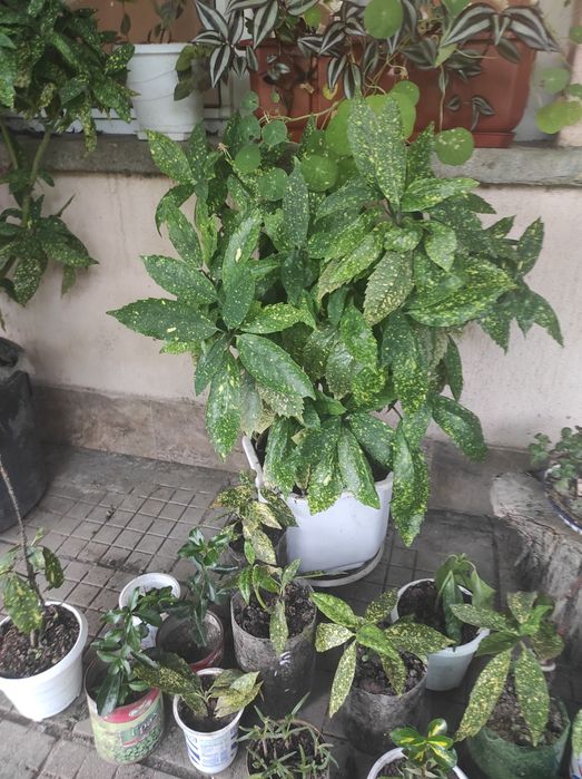 Аукуба, чашкодрян, салвия, делосперма и розмарин