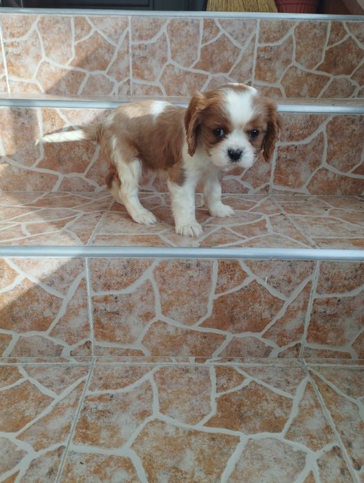 Кавалер Кинг Чарлз Шпаньол.