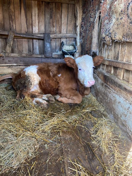 Vând vacă și viței