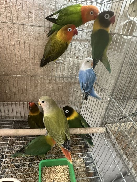 Agapornies culori variate