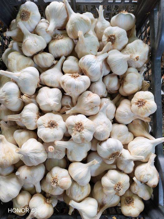 Продавам български, зимен, нелют чесън. Собствено производство.