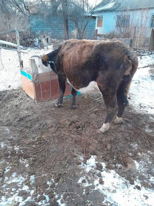 Сиыр бузауымен сатылады