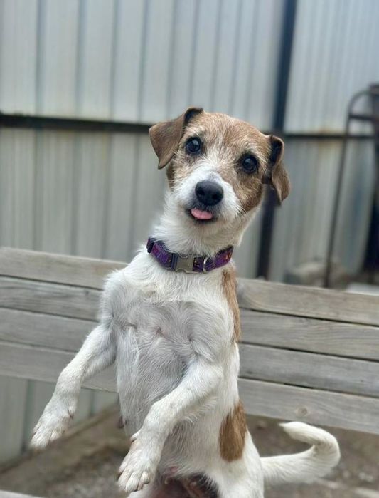 Джек Рассел Терьер