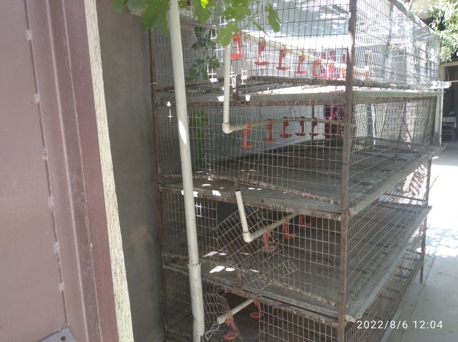 Bedana ini tuxum yonalishga