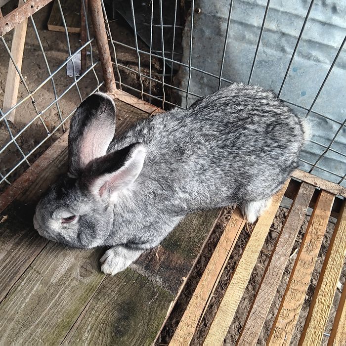 Vind schimb mascul belgian 5 luni