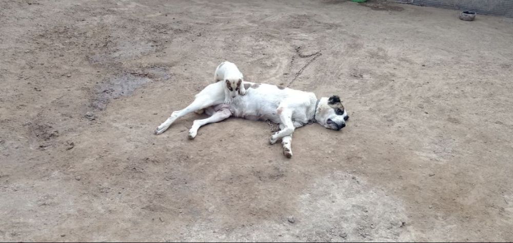 Алабай сотилади х