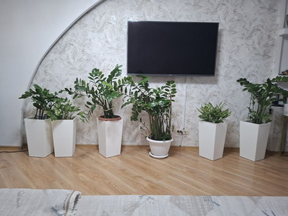 Цветы  обмен на аквариум