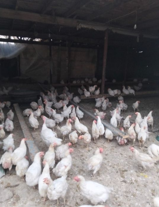 Продам курей несушек