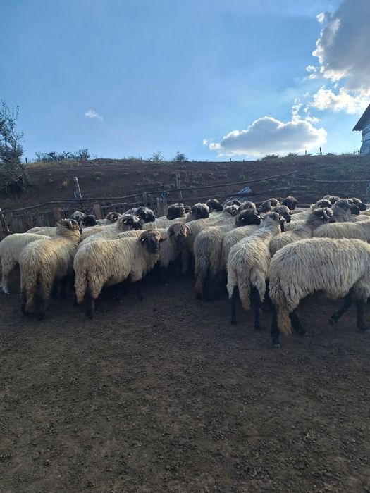 Vând 115 de oi rasa țurcana