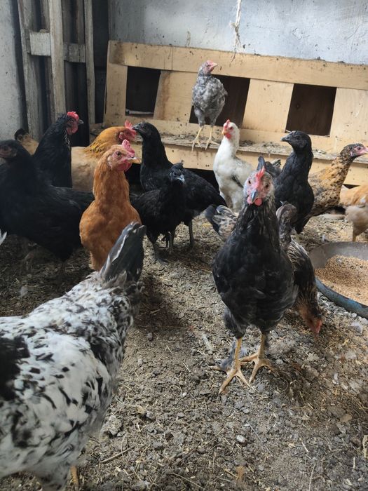 Продам петушков разных