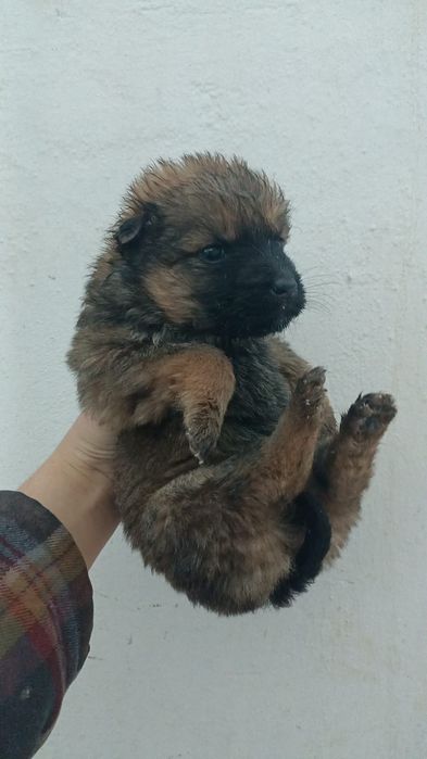 Отдам щенков в добрые руки.