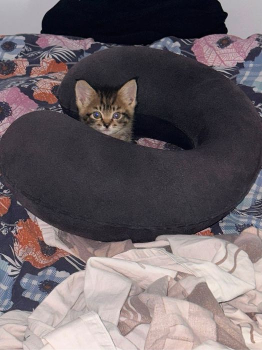 Котенок девочка