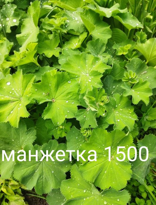 Продам хосты разный