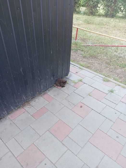 Котенку нужен дом!
