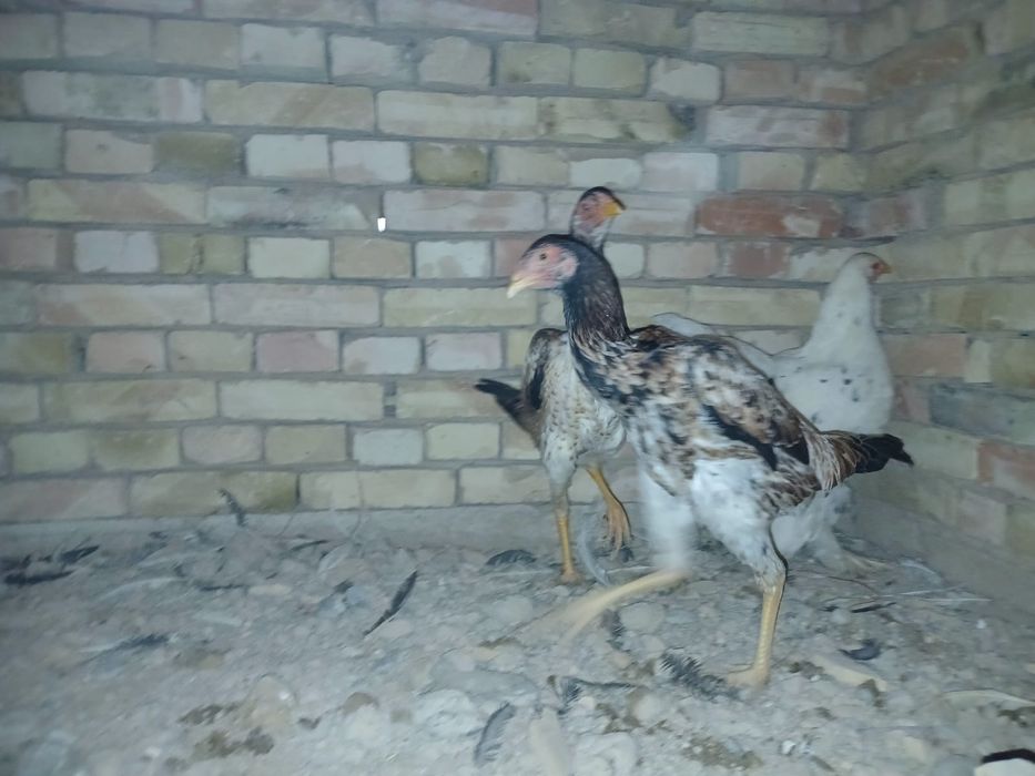 О шамо империя мекендері сатылады