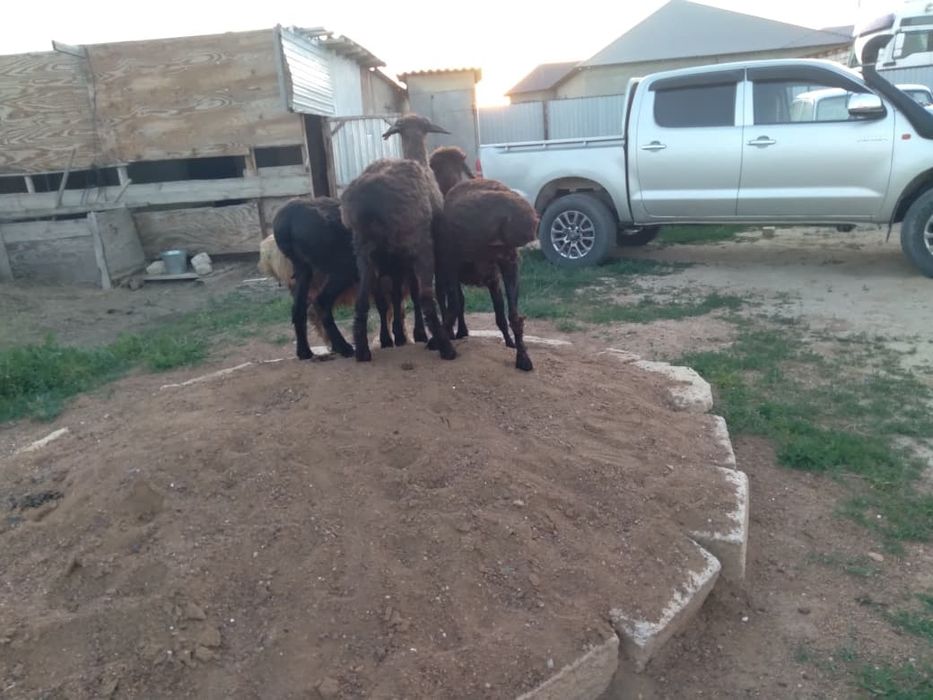 Ісек, марқа бар сатылымда