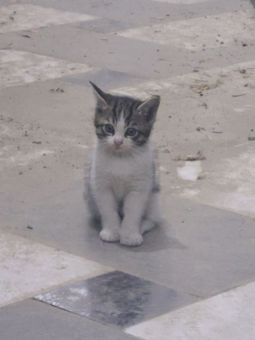 Сибирская кошка метис
