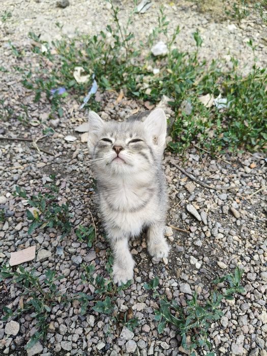 Отдам милых котят в добрые руки
