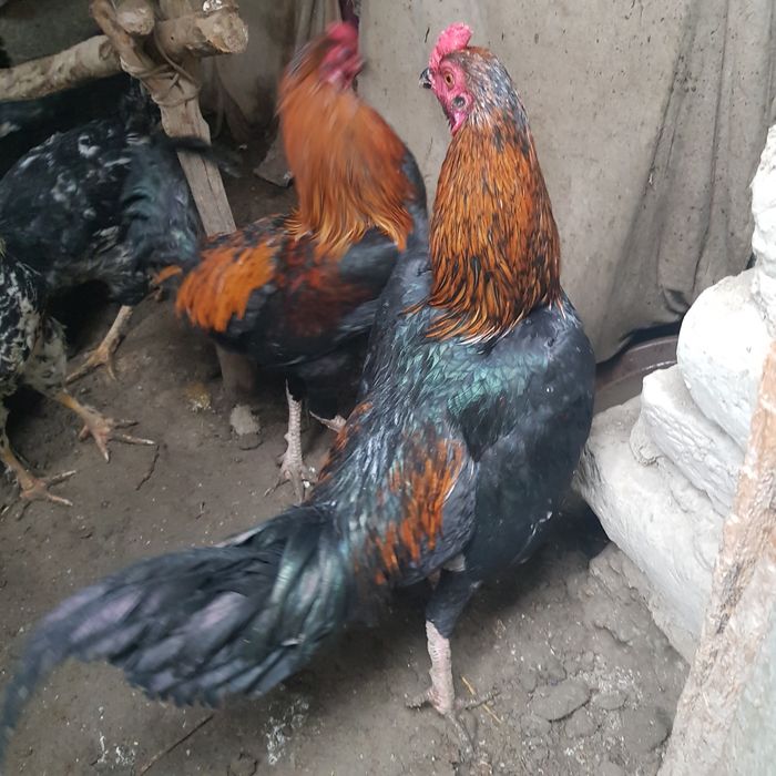 Куланги хурозлар сотилади 500000 мингдан яна келишамиз