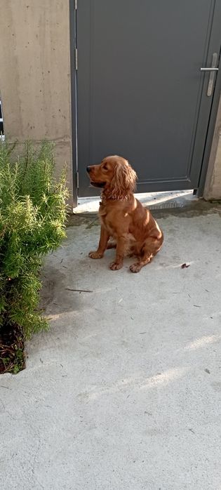 Мъжки кокер шпаньол на 1 година.