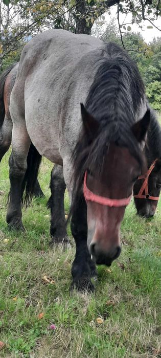 Iapa tânără gestanta