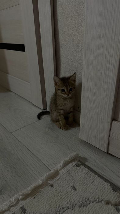 Котенок очень милая