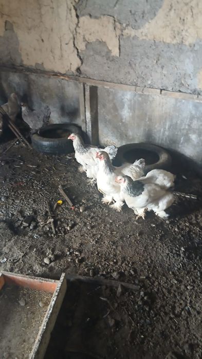 Срочно сатылад 5000нан