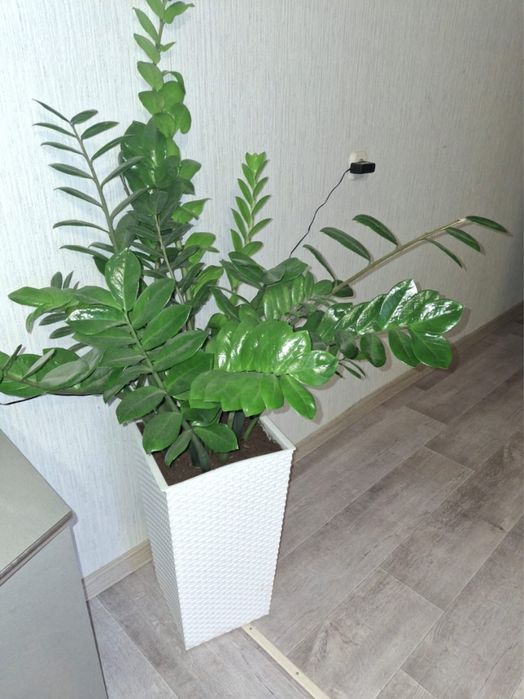Замиокулькас ( долларовое дерево )