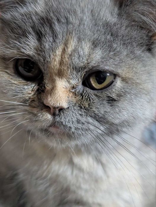 Продам котят Scottish Straight Шотландцы Скоттиш страйт