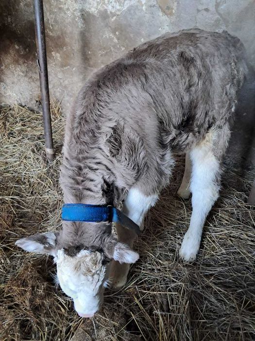 Продам недельного бычка