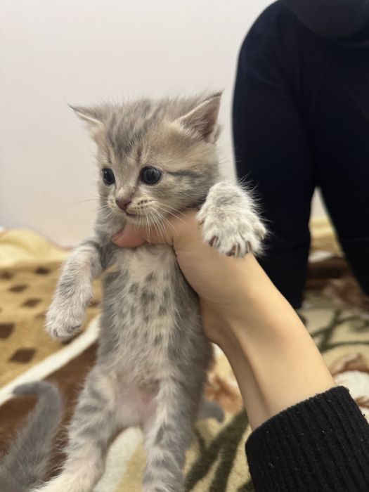 Бронь котят скоттиш страйт