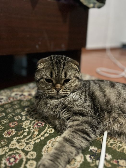 Вязка кота кот ищет девочку