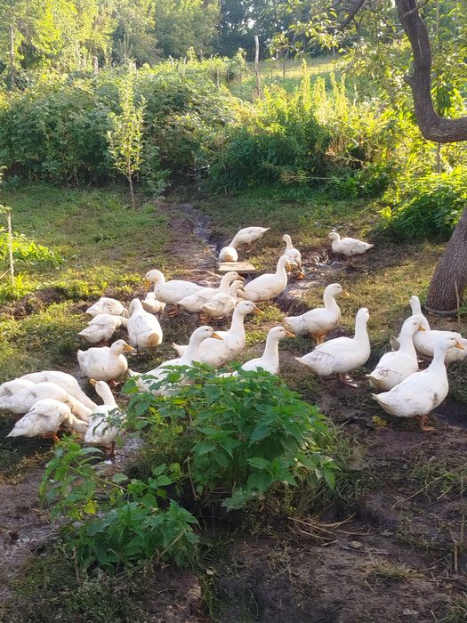 Продам утки стар 53