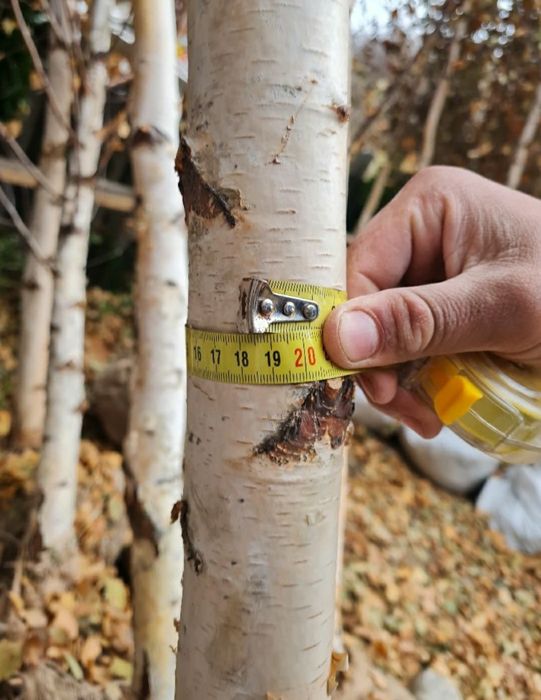 Copaci ,mestecan tei