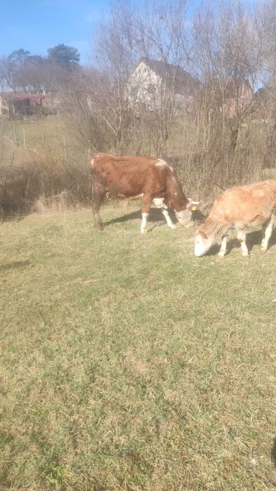 Vand vaci  gestante pt detali sunati la nr