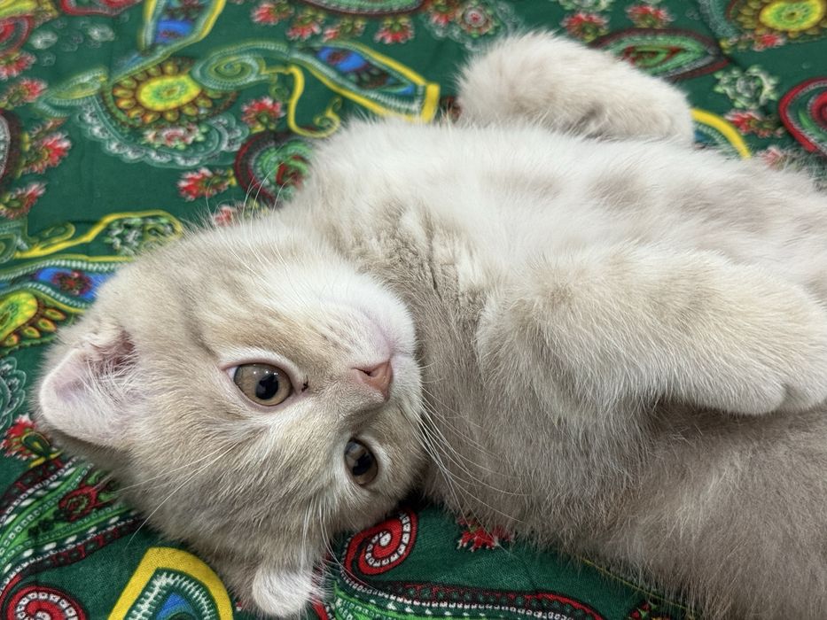 Продам вислоухого котенка