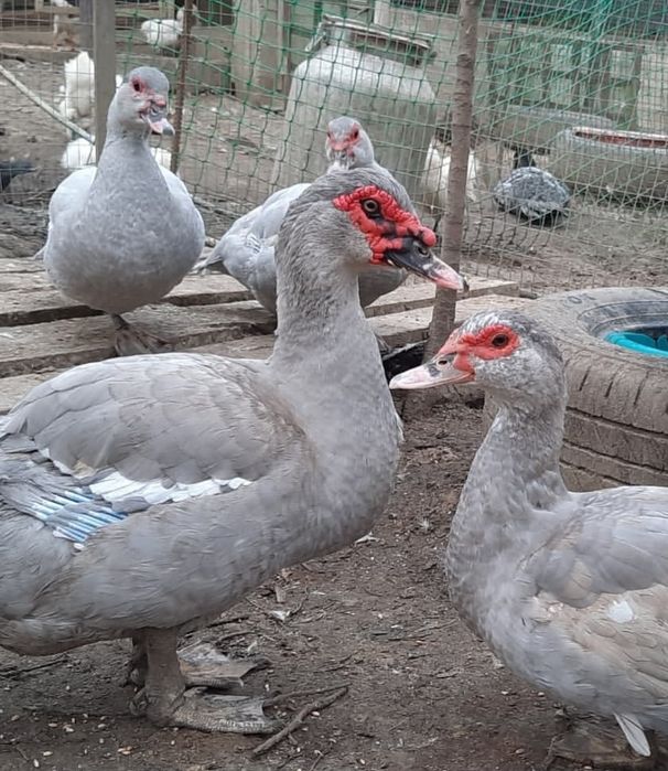 Продам селезня лаванда на племя