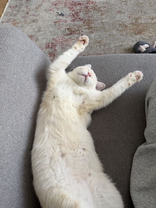 Отдам кота в добрые руки