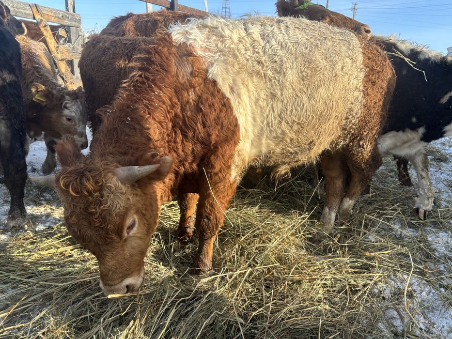 Откорм  букалар.