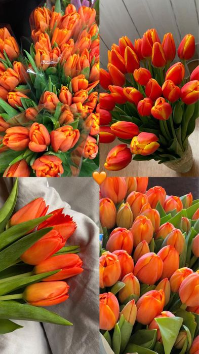 Тюльпаны Караганда